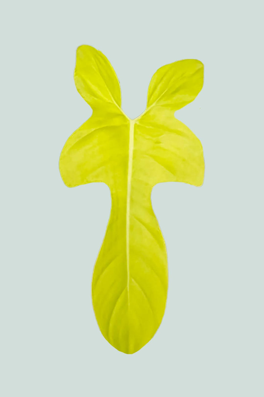 Gold Violin - Philodendron bipennifolium aurea - 1.3L / 14cm / Small