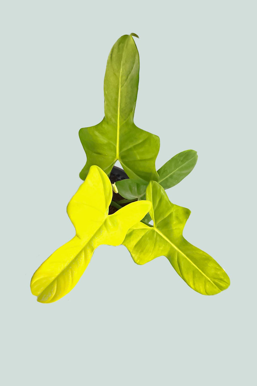 Gold Violin - Philodendron bipennifolium aurea - 1.3L / 14cm / Small