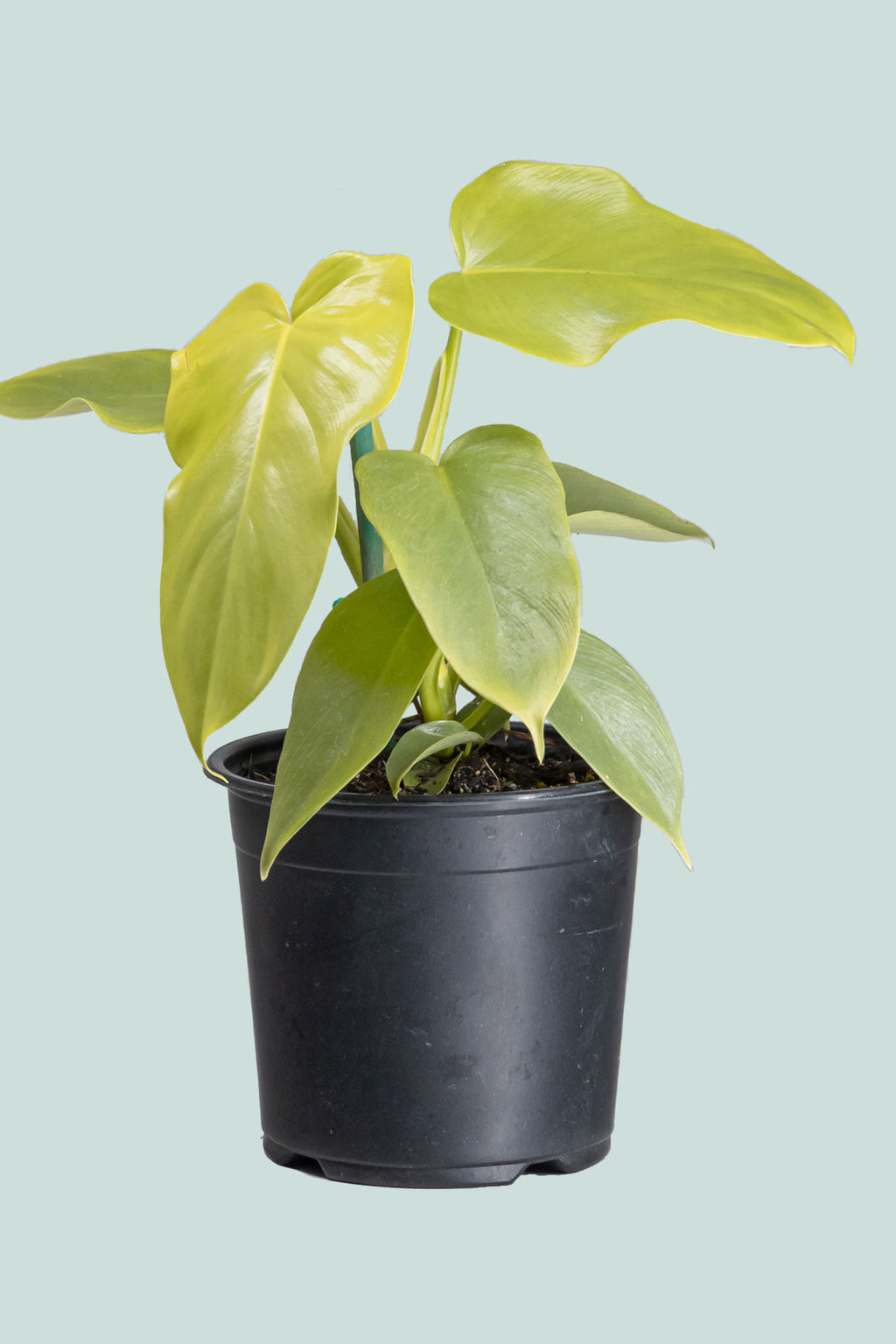 Gold Violin - Philodendron bipennifolium aurea