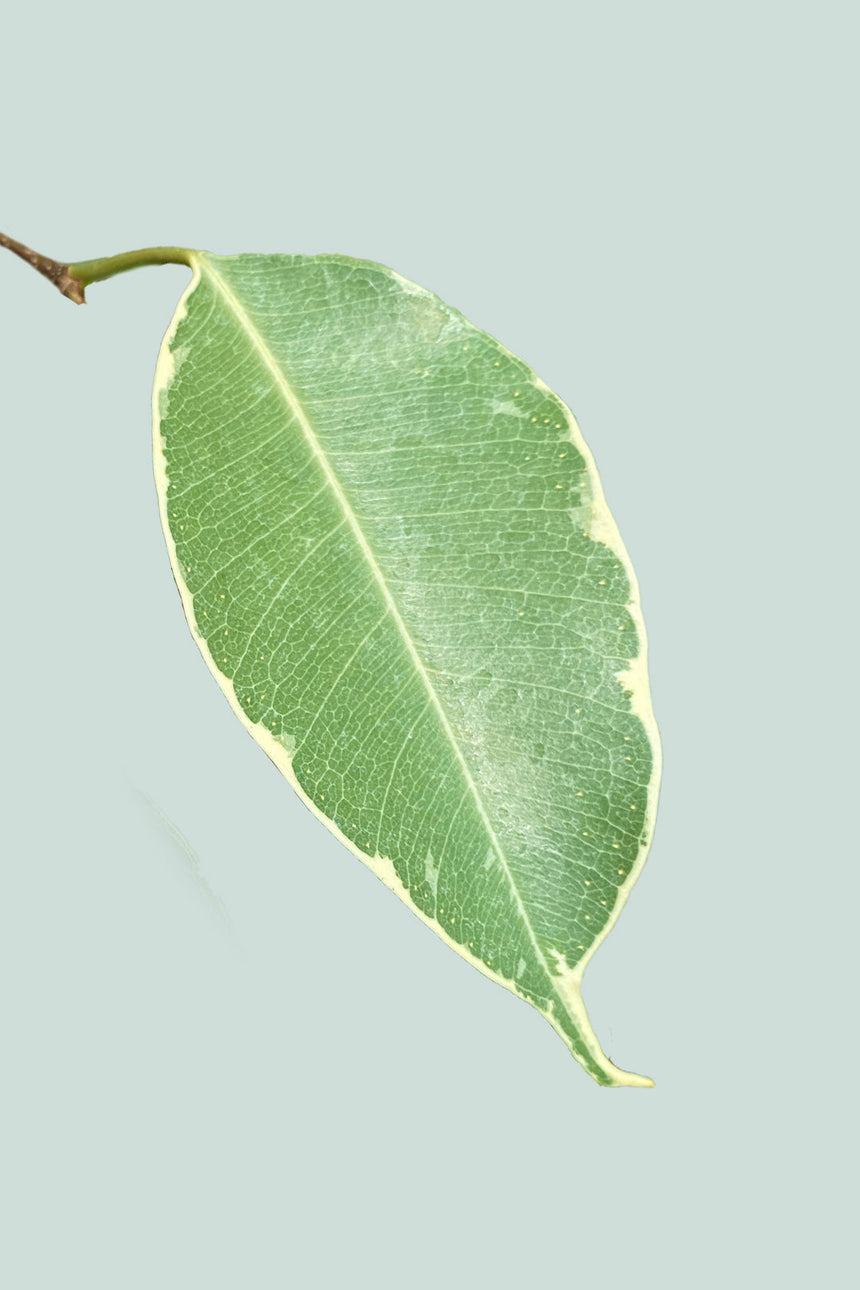 Golden King - Gold Variegated Weeping Fig - Ficus benjamina - 10L / 25cm / Large