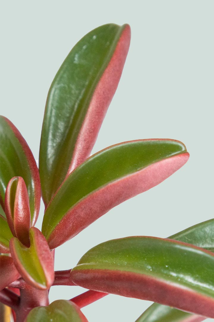 Peperomia graveolens - 1L / 14cm / Small