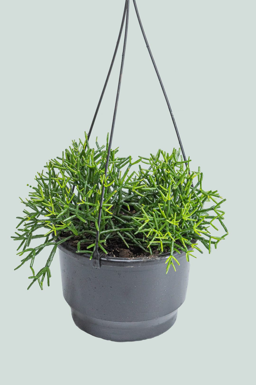 Dancing Bones Cactus - Hatiora salicornioides - 2L / 17cm / Medium