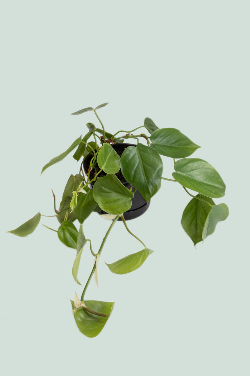 Heart Leaf - Philodendron hederaceum - 2L / 17cm / Medium