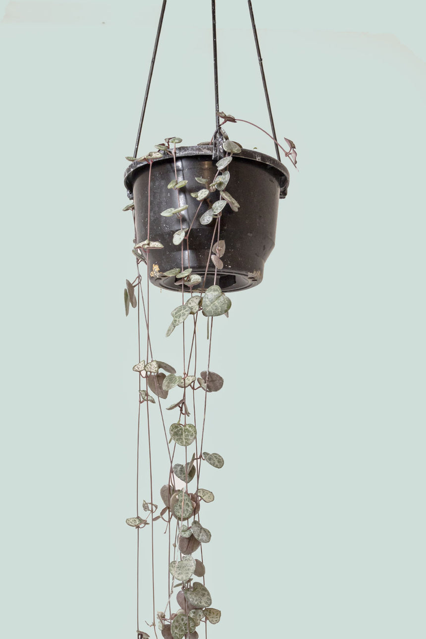 Chain of Hearts - Ceropegia woodii - 1L / 14cm / Small