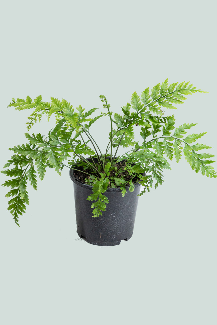 Hen & Chicken Fern (NZ Native) - Asplenium bulbiferum - 1L / 14cm / Small