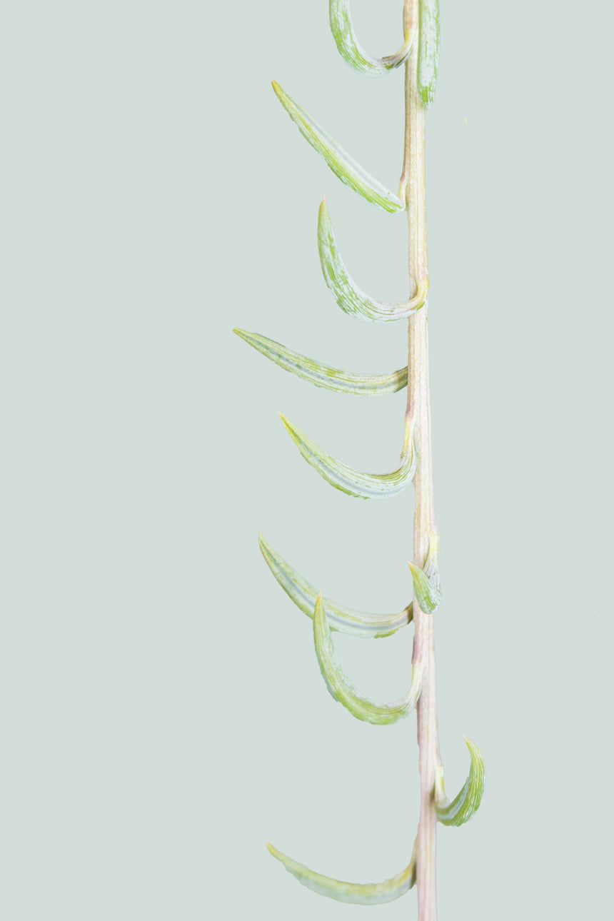 Senecio radicans - String of Fish Hooks - 2L / 17cm / Medium