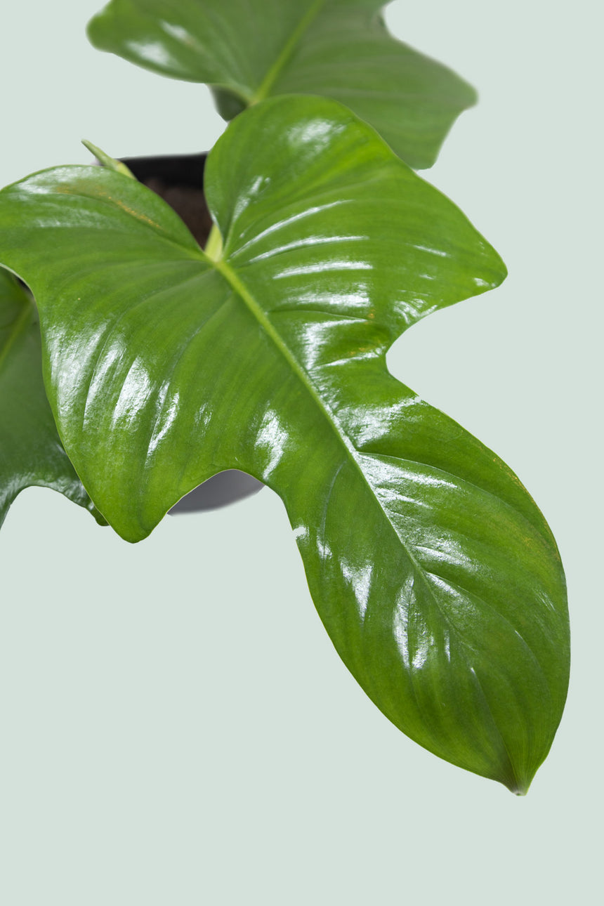 Fiddle Leaf Philodendron (Horse Head) - Philodendron bipennifolium - 1.3L / 14cm / Small