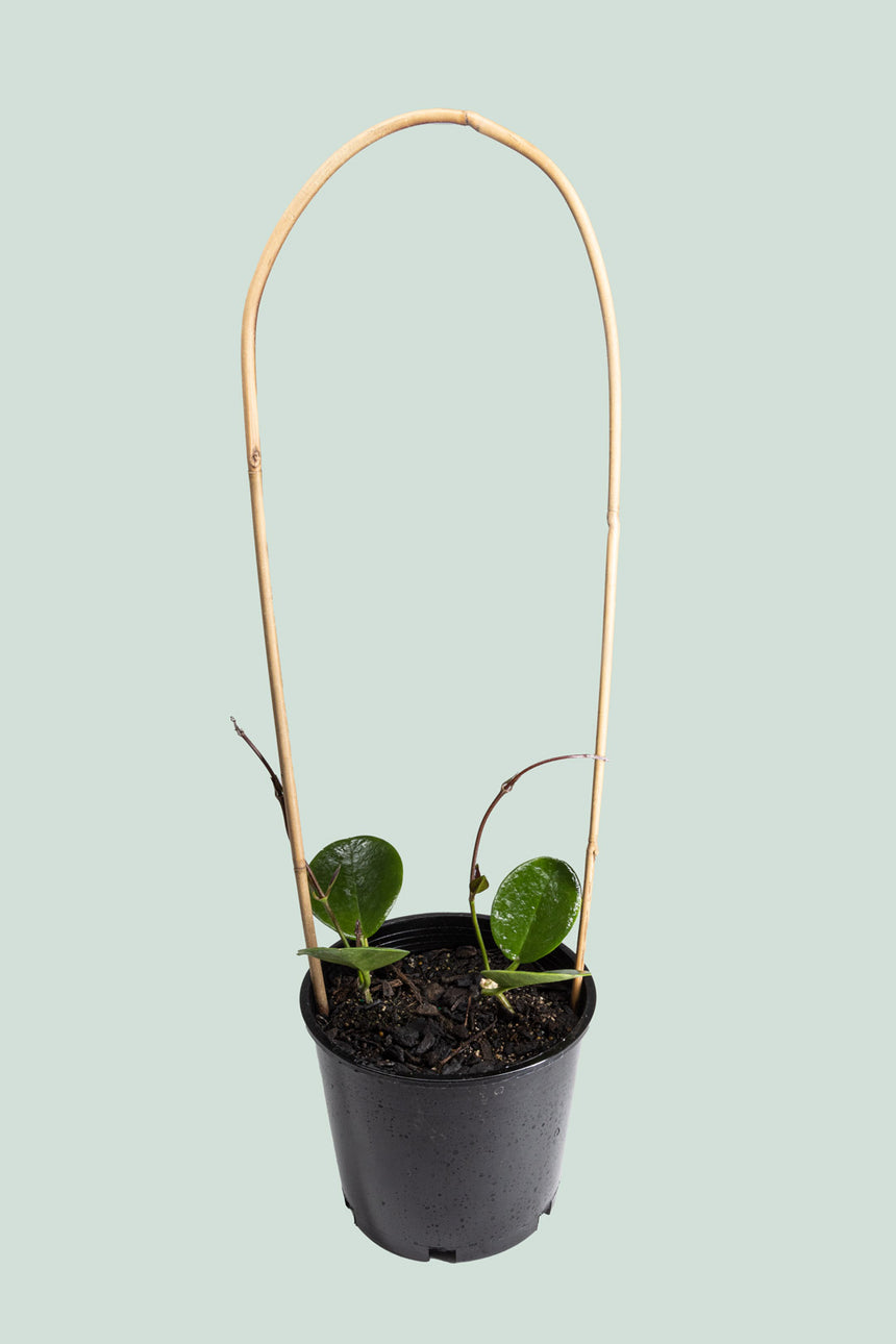 Hoya australis (Double Planted) - 2.5L / 17cm / Medium