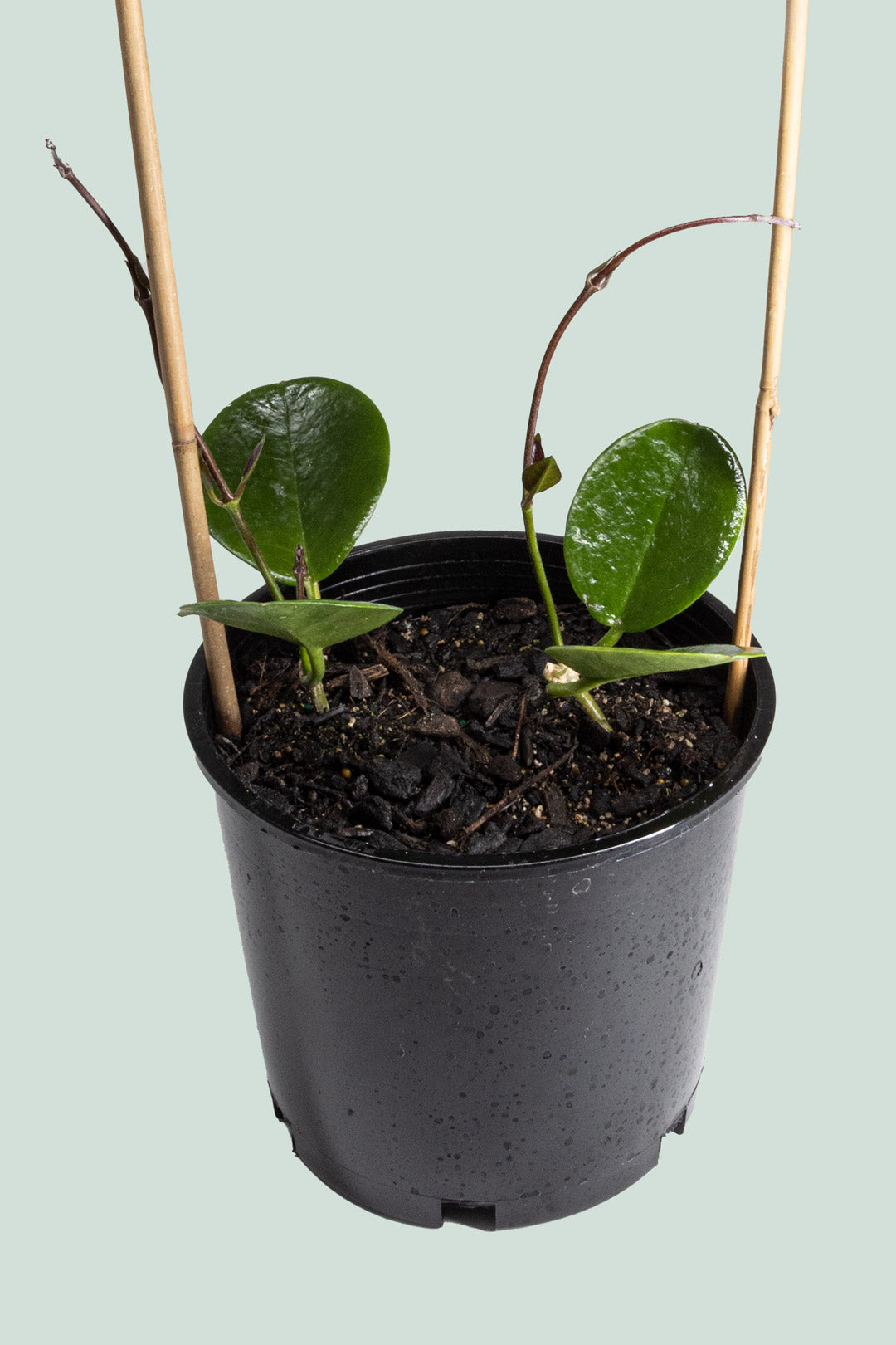Hoya australis (Double Planted) - 2.5L / 17cm / Medium