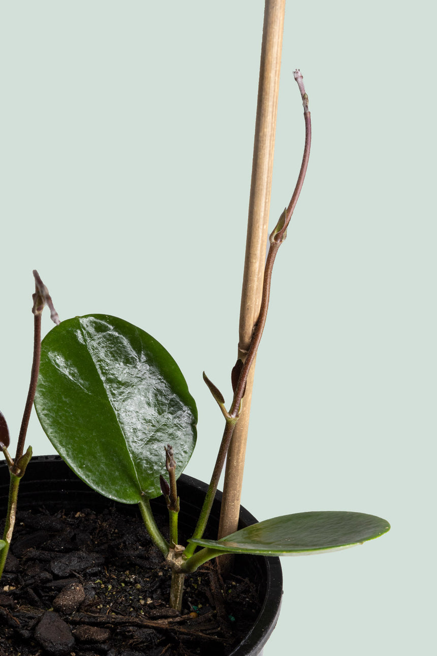 Hoya australis (Double Planted) - 2.5L / 17cm / Medium