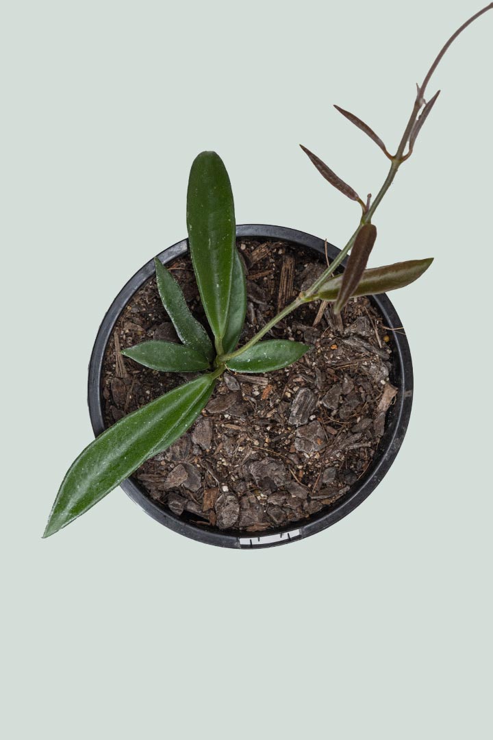 Hoya 'Minibelle' - hybrid H. shepherdii X H. carnosa - 1L / 14cm / Small