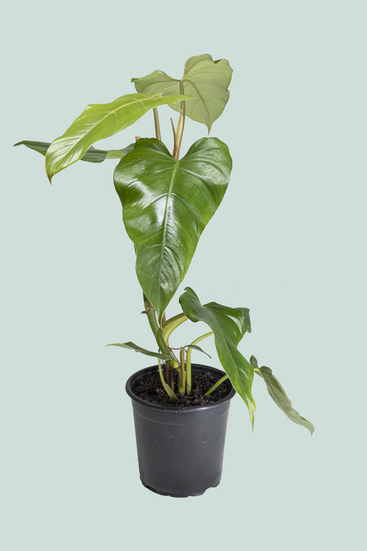 Hybrid Philodendron erubescens X imbe