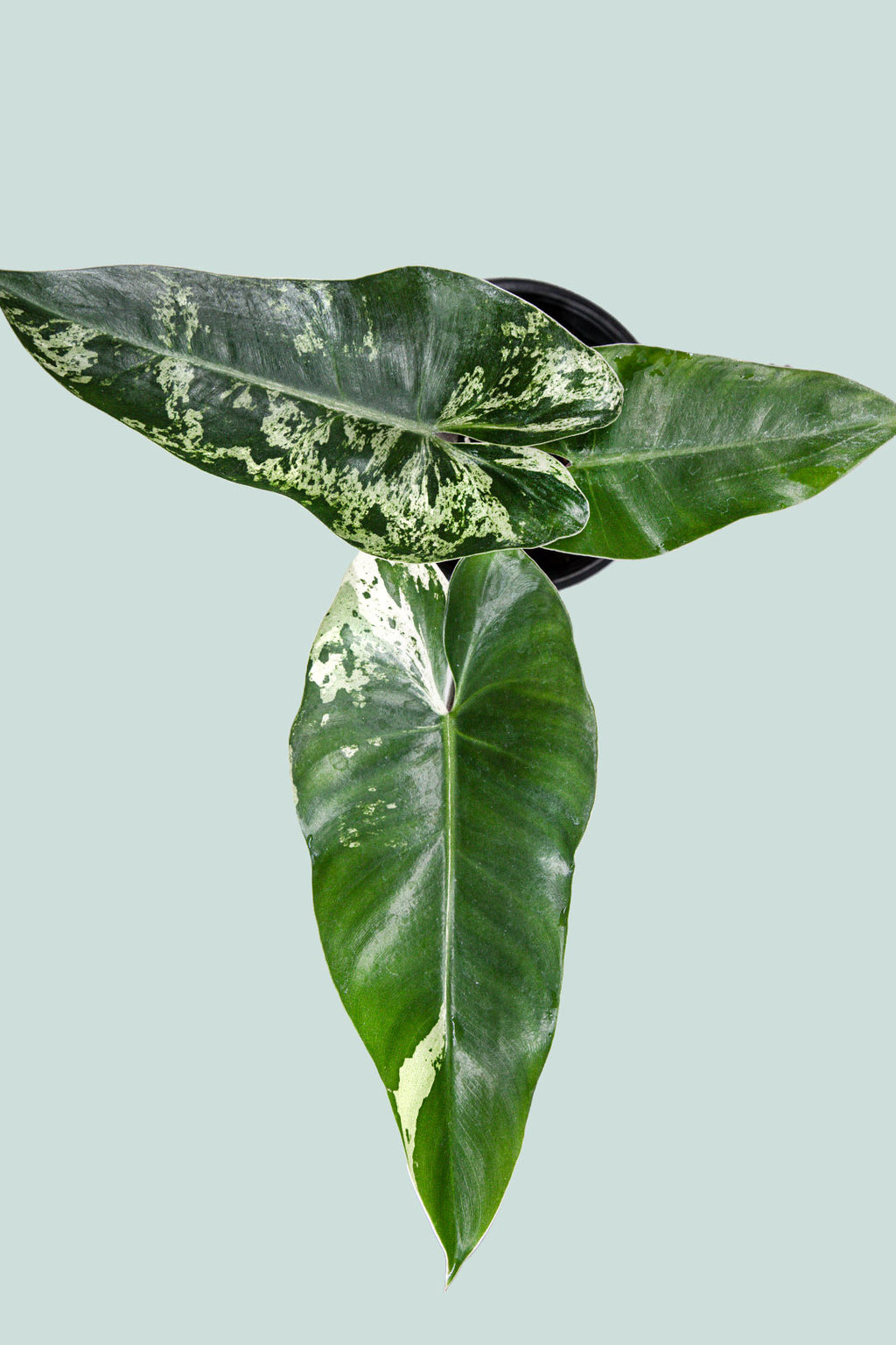 philodendron imbe care Variegated Philodendron imbe