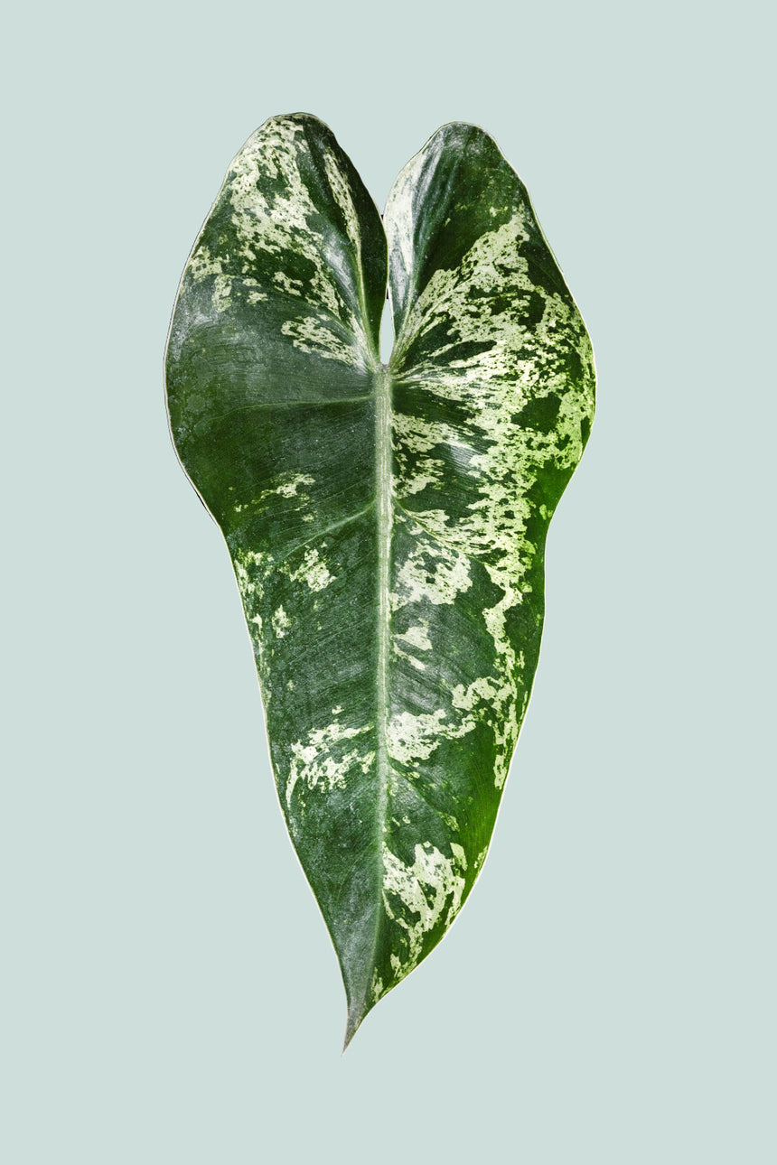 Variegated Philodendron imbe - 1L / 14cm / Small