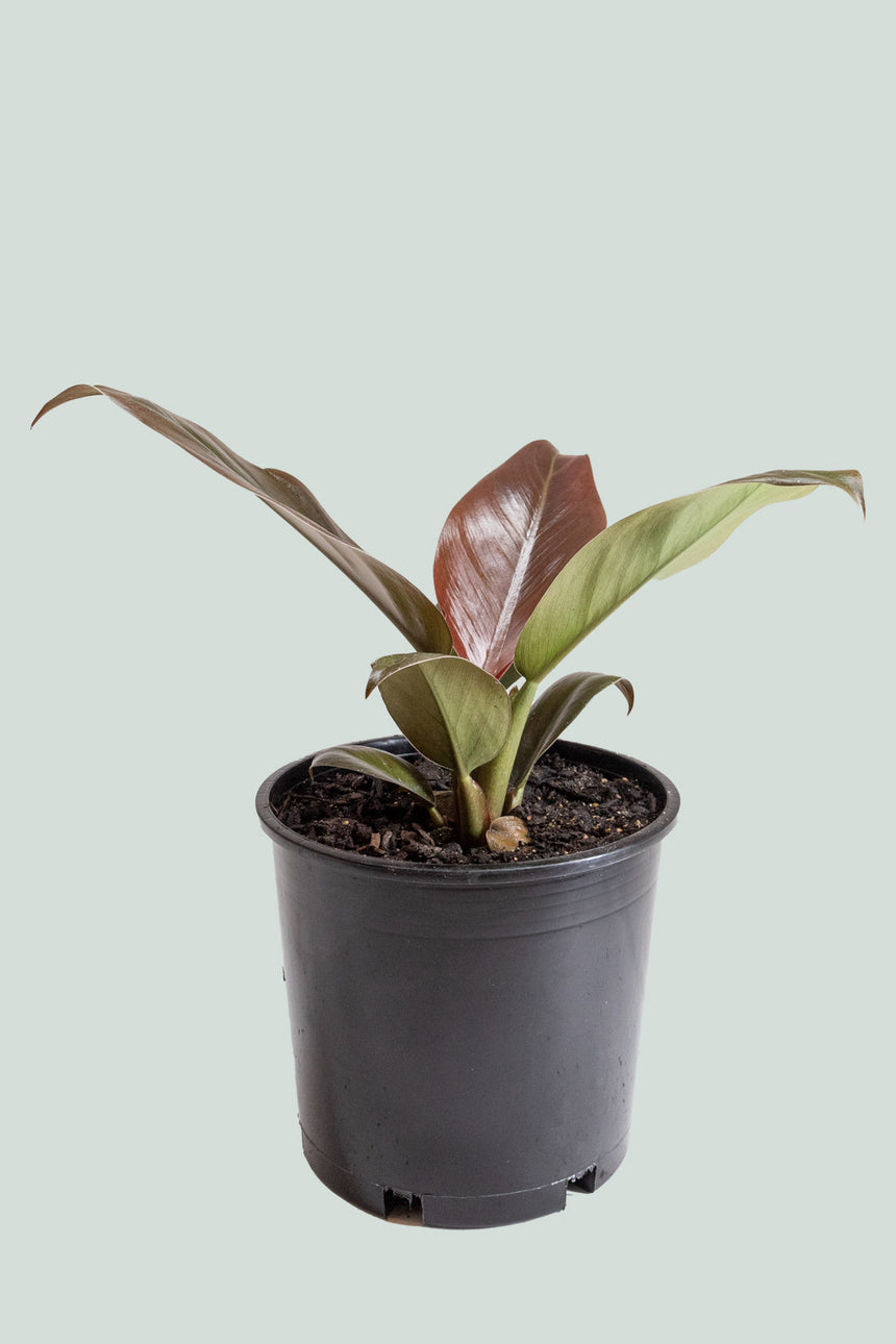 Imperial Red - Philodendron selloum - 1L / 14cm / Small