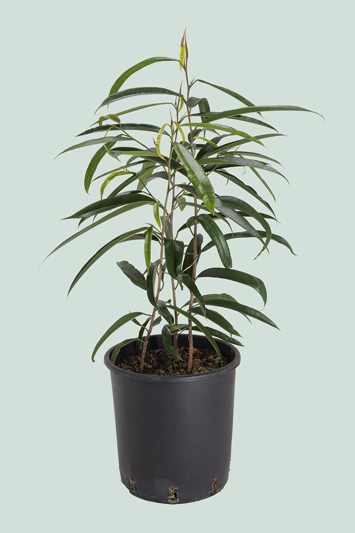 Ficus maclellandii Alii Houseplant NZ