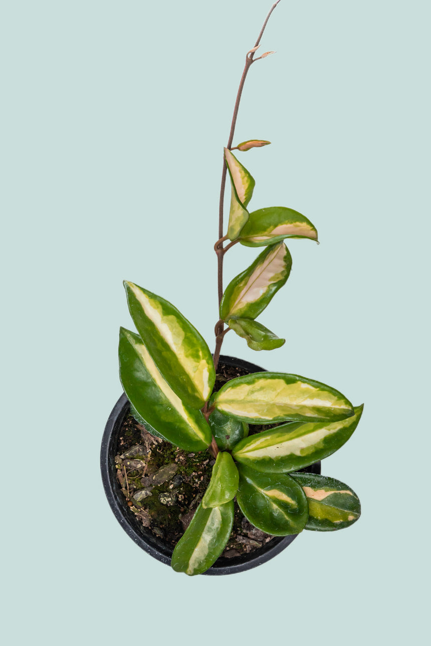 Krimson Princess - Hoya carnosa  - 1.3L / 14cm / Small