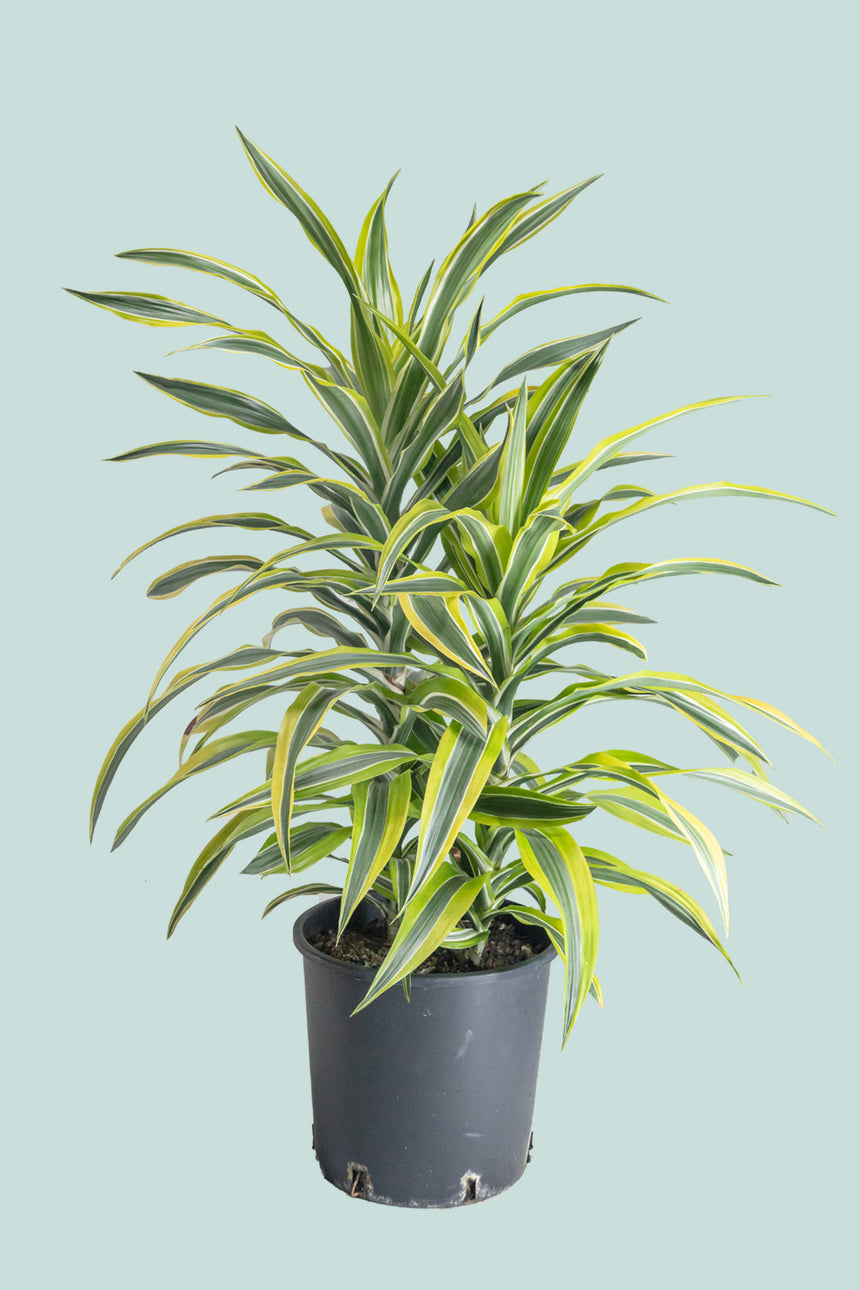 Lemon Lime - Dracaena fragrans - 10L / 25cm / Large