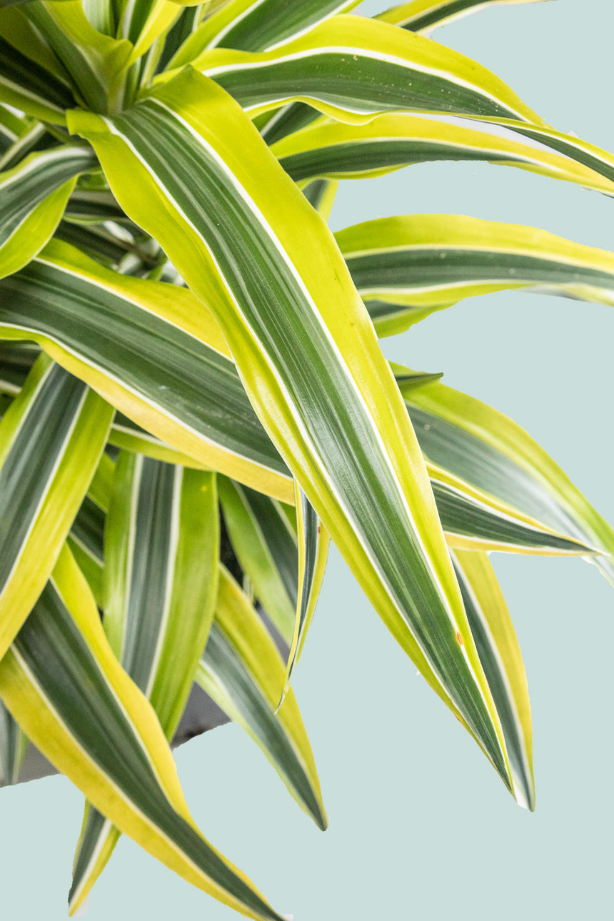 Lemon Lime Dracaena - 2.5L / 17cm / Medium