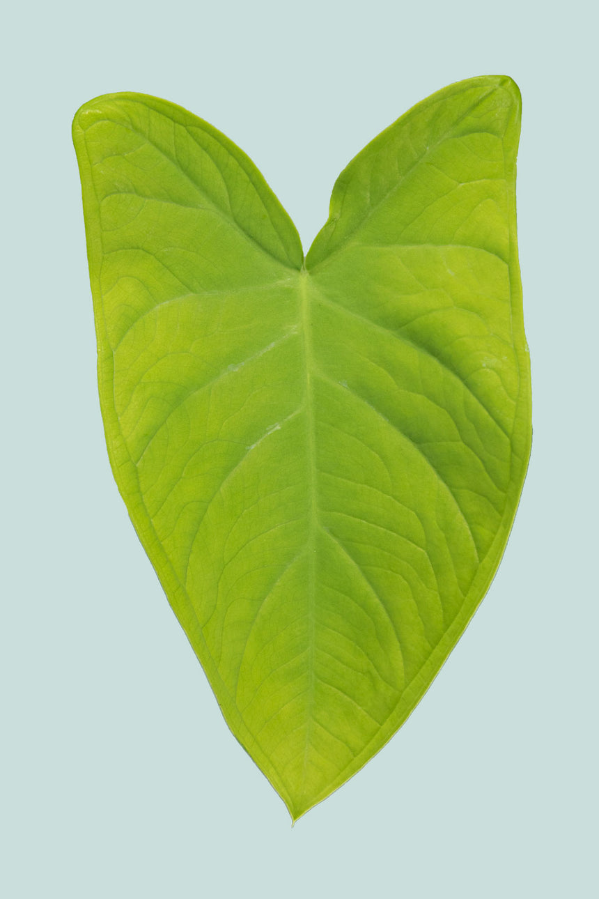 Lime Zinger - Xanthosoma atrovirens  - 14cm / 1L / Small Plant
