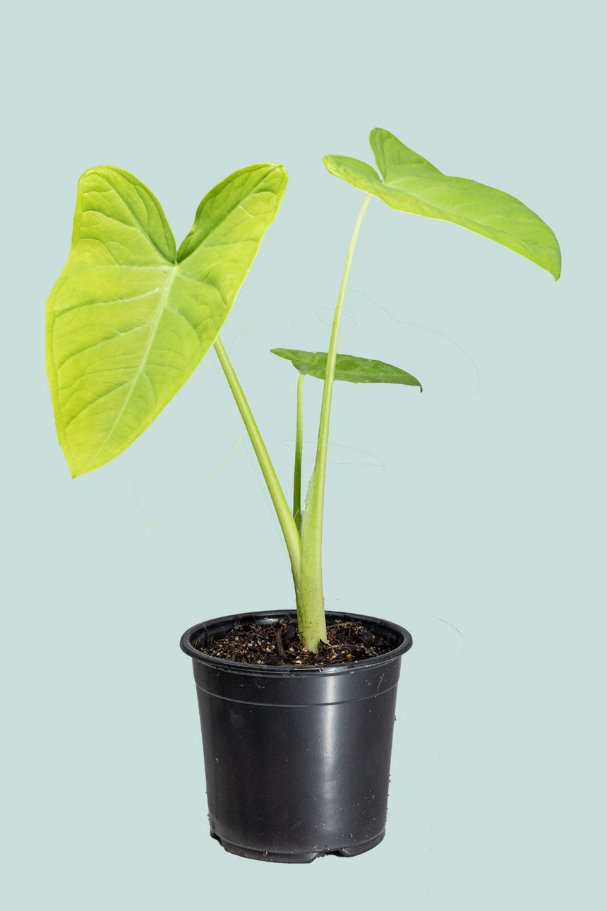 Lime Zinger - Xanthosoma atrovirens  - 14cm / 1L / Small Plant