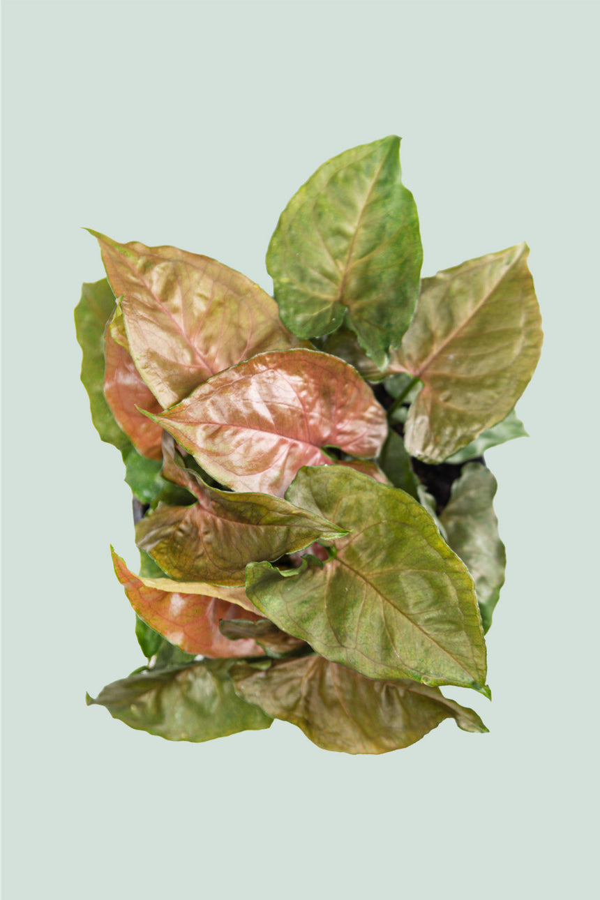 Mahogany - Syngonium podophyllum - 1L / 14cm / Small