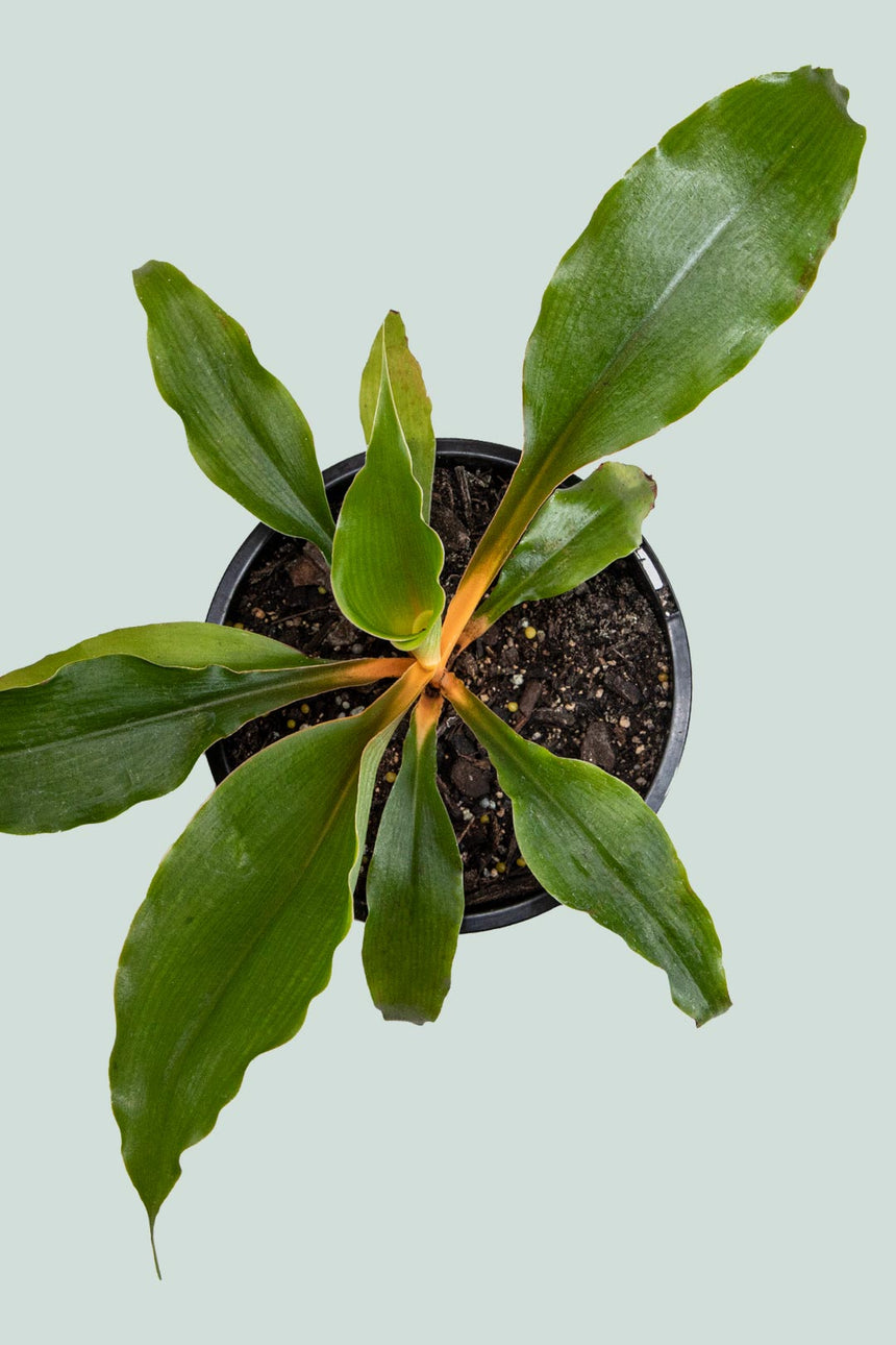 Mandarin Spider Plant - Chlorophytum amaniense - 1L / 14cm / Small