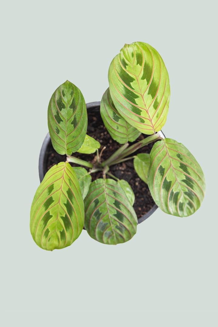 Tricolour Prayer Plant - Maranta leuconeura - 1L / 14cm / Small