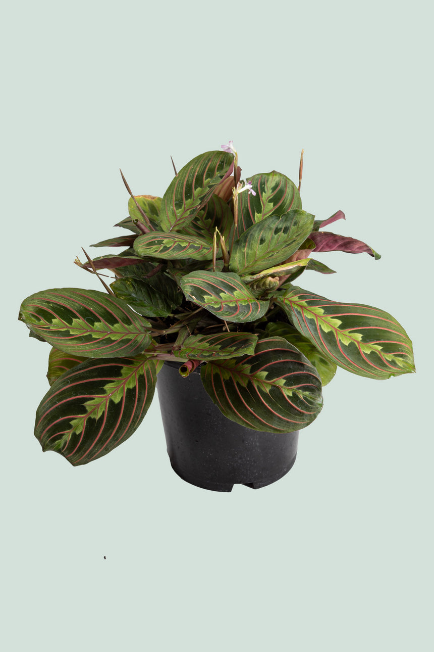 Tricolour Prayer Plant - Maranta leuconeura - 1L / 14cm / Small