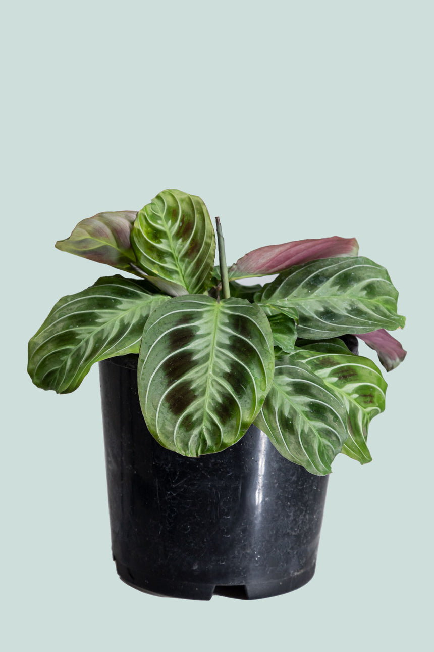 Black Prayer Plant - Maranta leuconeura 'Massangeana' - 1L / 14cm / Small