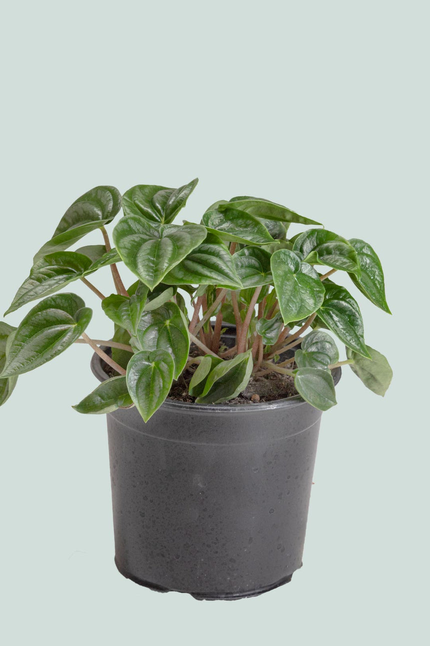 Peperomia marmorata - 1L / 14cm / Small