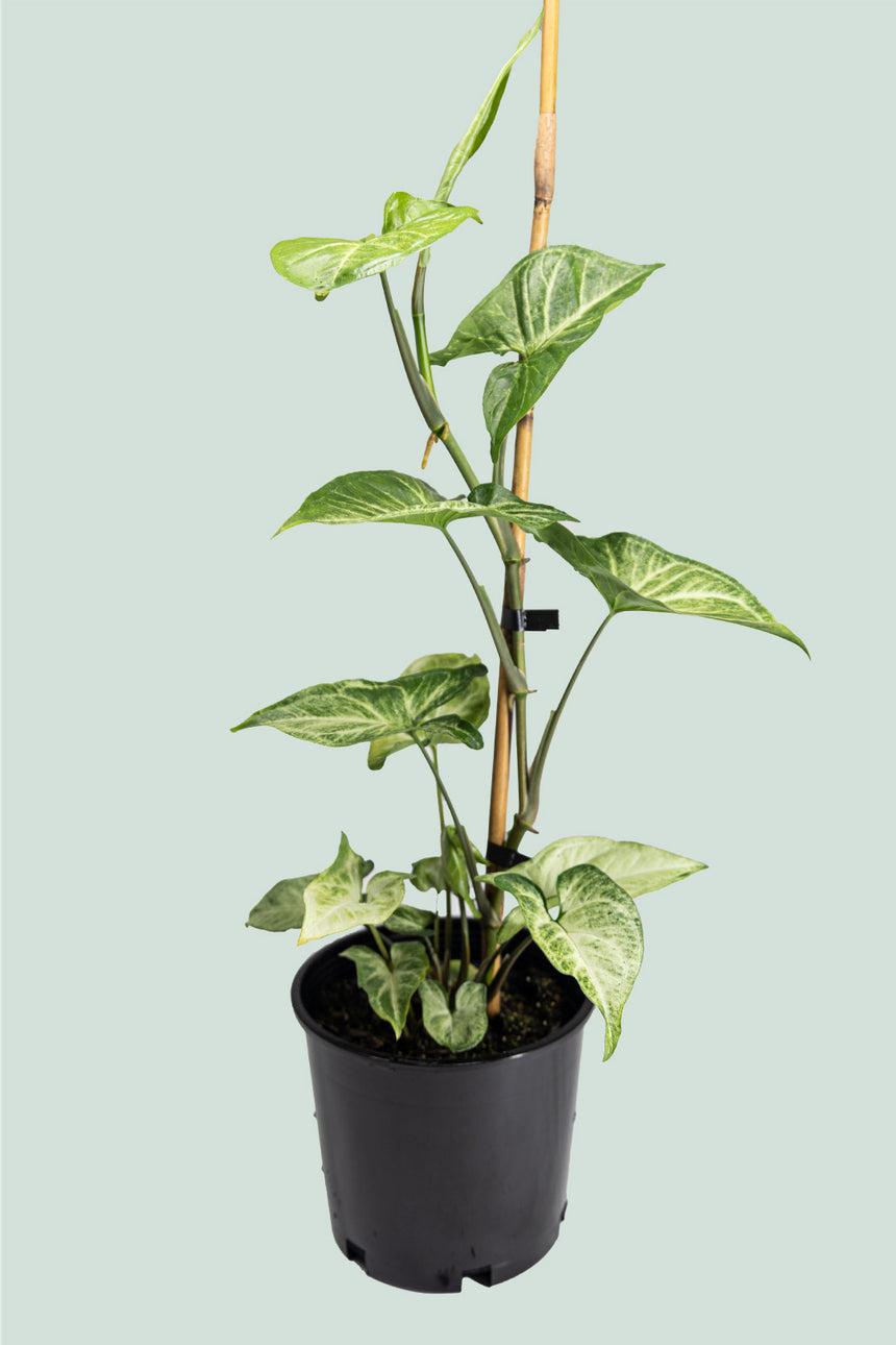 White Butterfly - Syngonium podophyllum - 2L / 17cm / Medium