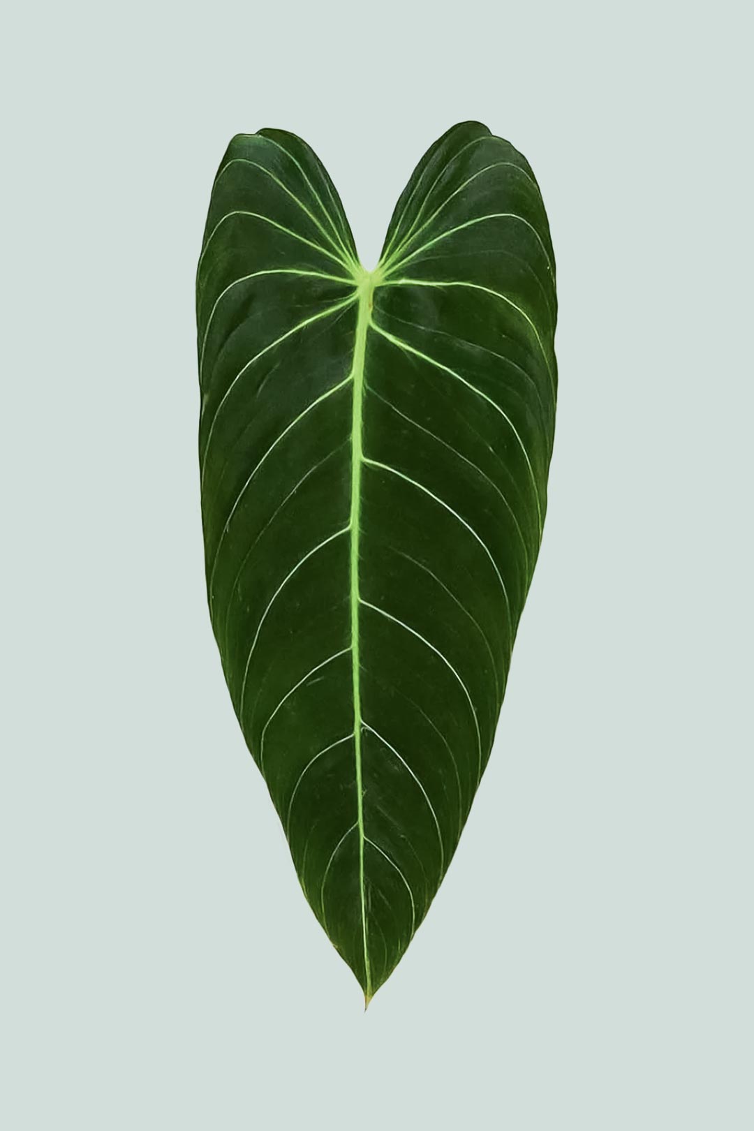 Black Gold - Philodendron melanochrysum - 1L / 14cm / Small