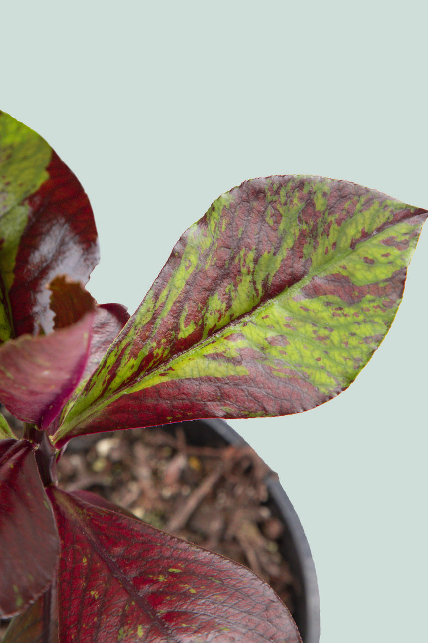 African Milk Bush - Euphorbia grantii - 2.5L / 17cm / Medium