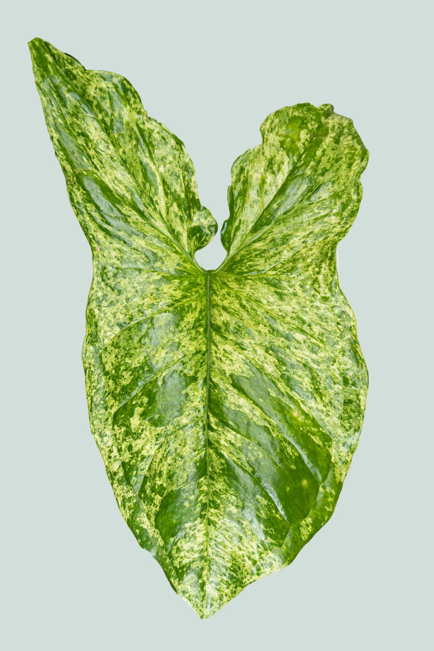 Syngonium podophyllum 'Mojito' - 1L / 14cm / Small