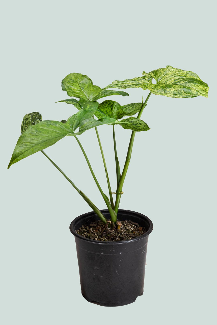 Syngonium podophyllum 'Mojito' - 1L / 14cm / Small