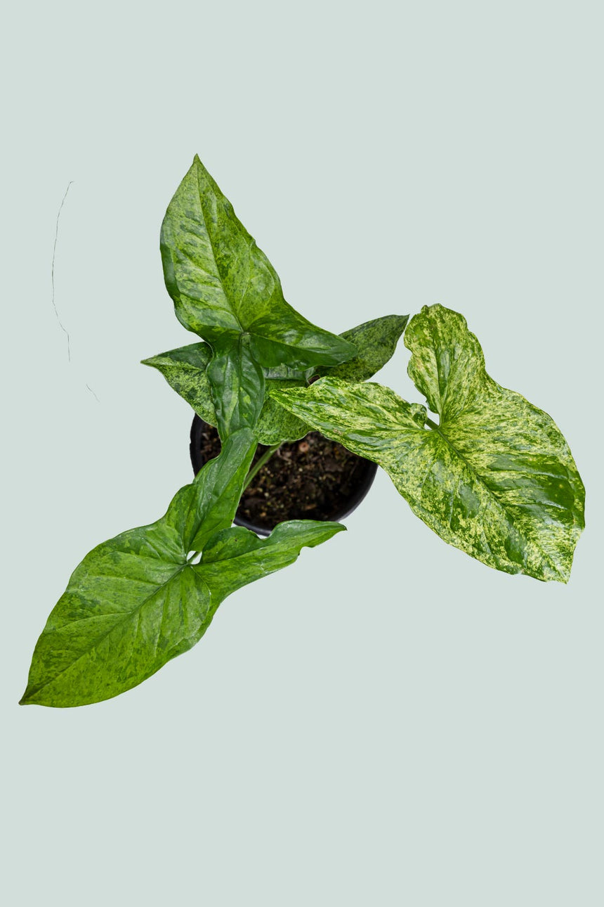 Syngonium podophyllum 'Mojito' - 1L / 14cm / Small