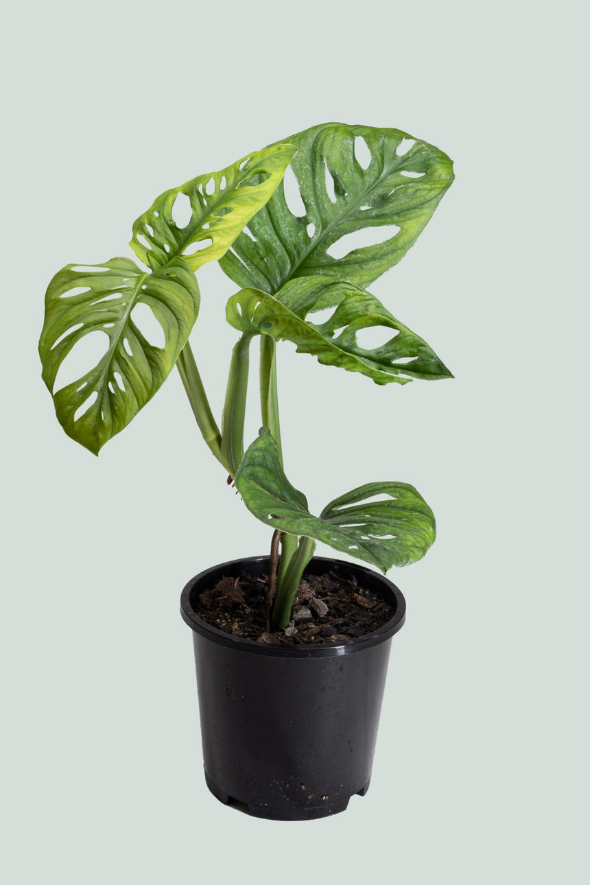 Monstera adansonii - Monkey Mask (Round Form) - 1L / 14cm / Small