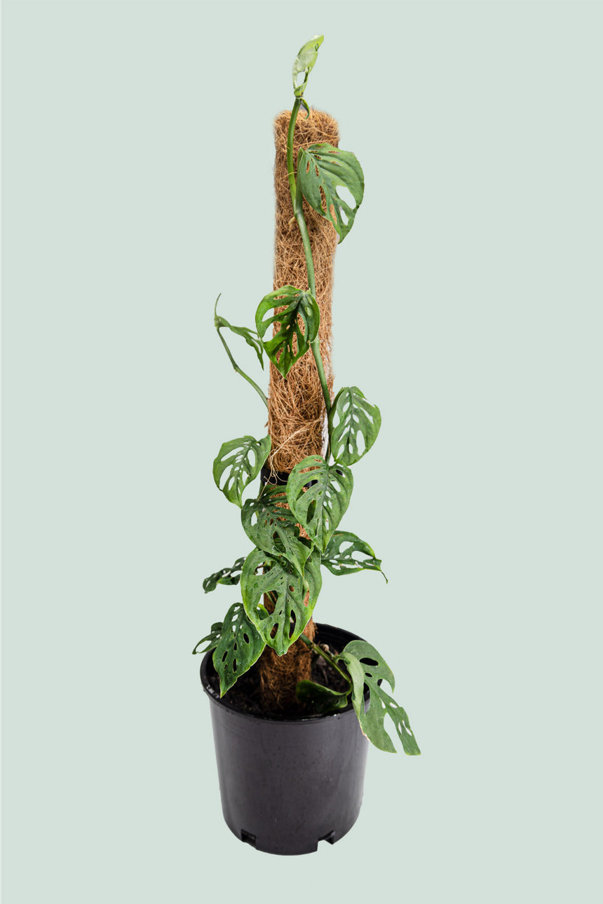 Monstera adansonii - Swiss Cheese Vine on coir  - 2L / 17cm / Medium