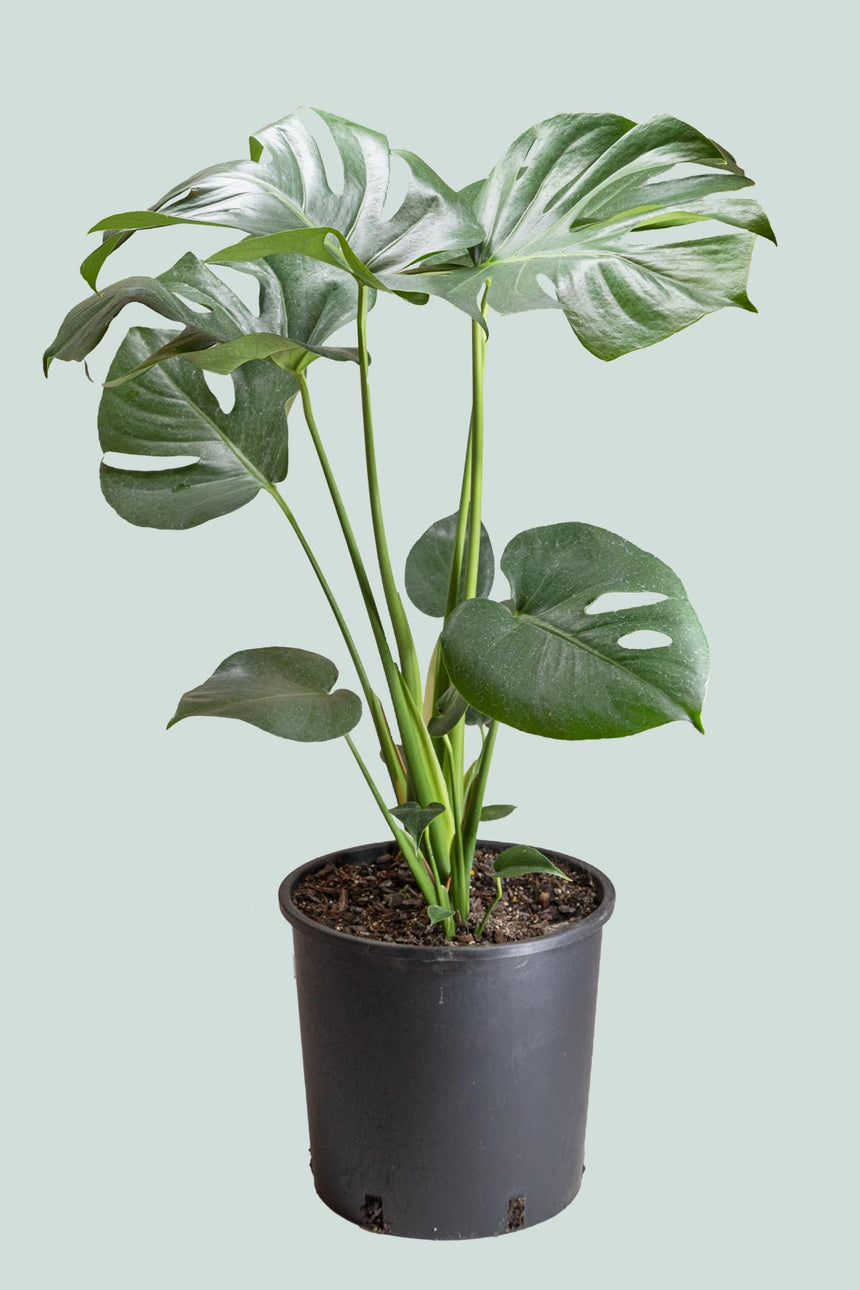 Monstera deliciosa - Fruit Salad Plant  - 10L / 25cm / Large