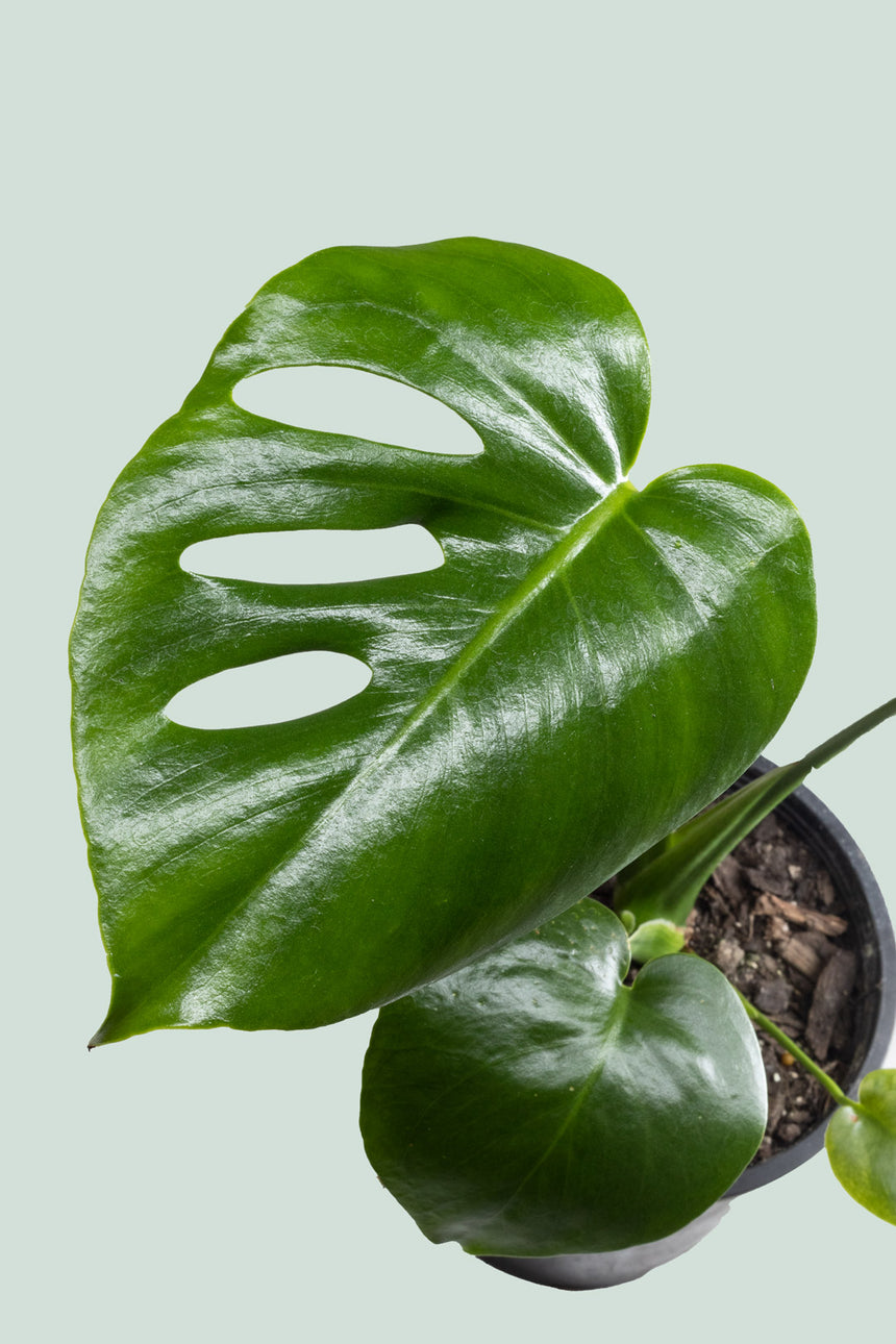 Monstera deliciosa - Fruit Salad Plant  - 2.5L / 17cm / Medium