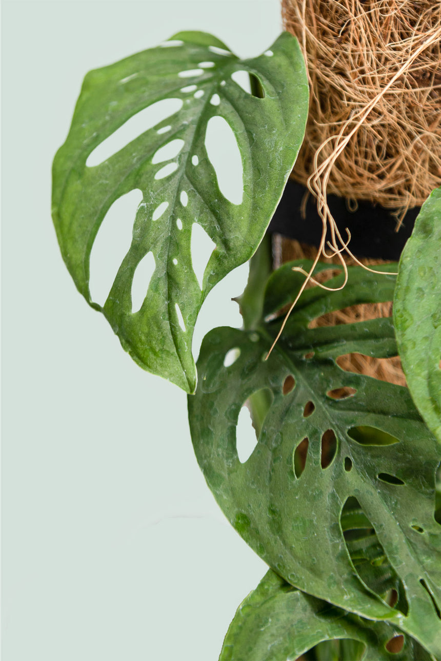 Monstera adansonii - Swiss Cheese Vine on coir  - 2L / 17cm / Medium