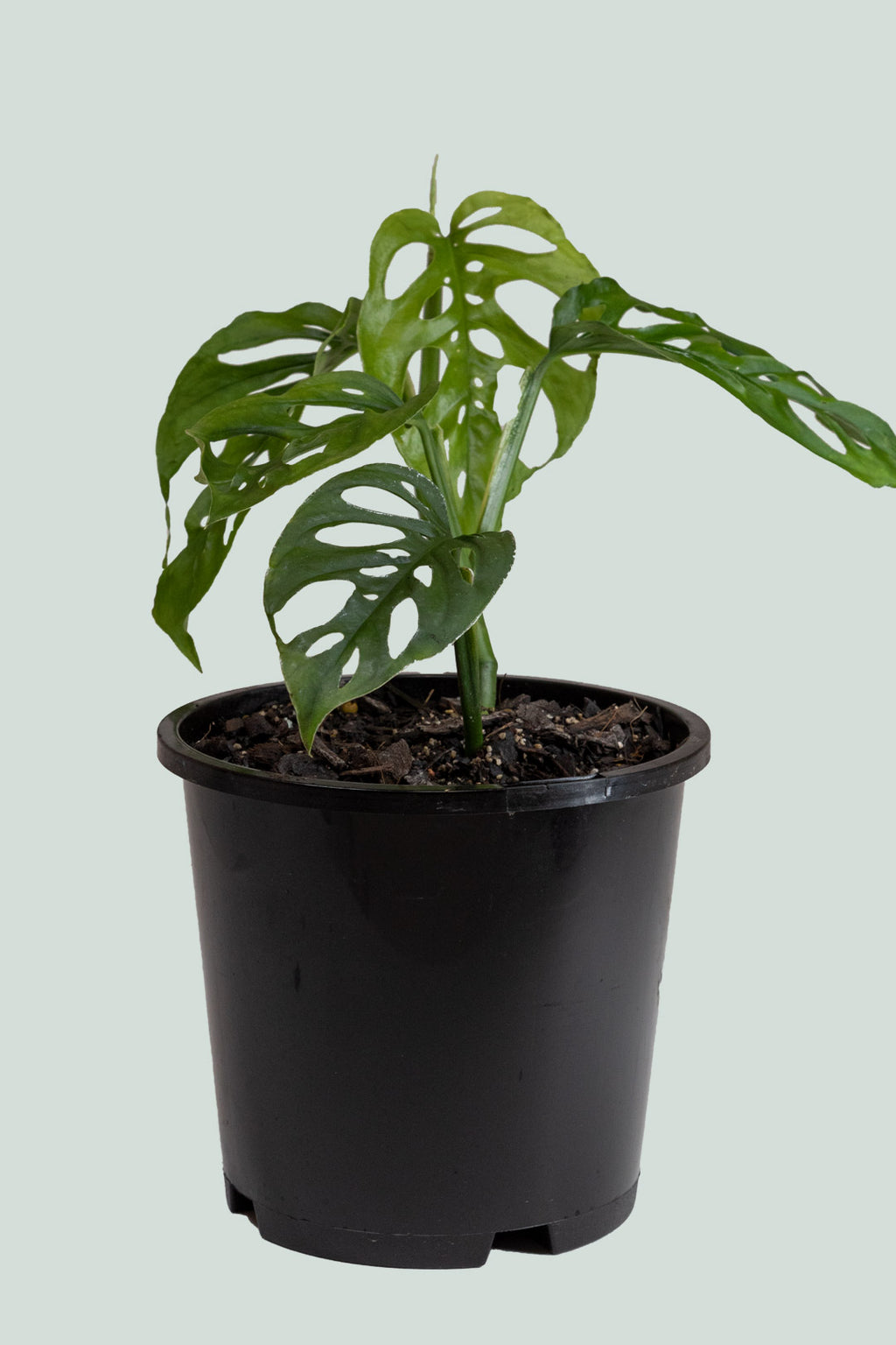 Monstera adansonii Swiss Cheese Vine 1L / 14cm / Small PlantHouse
