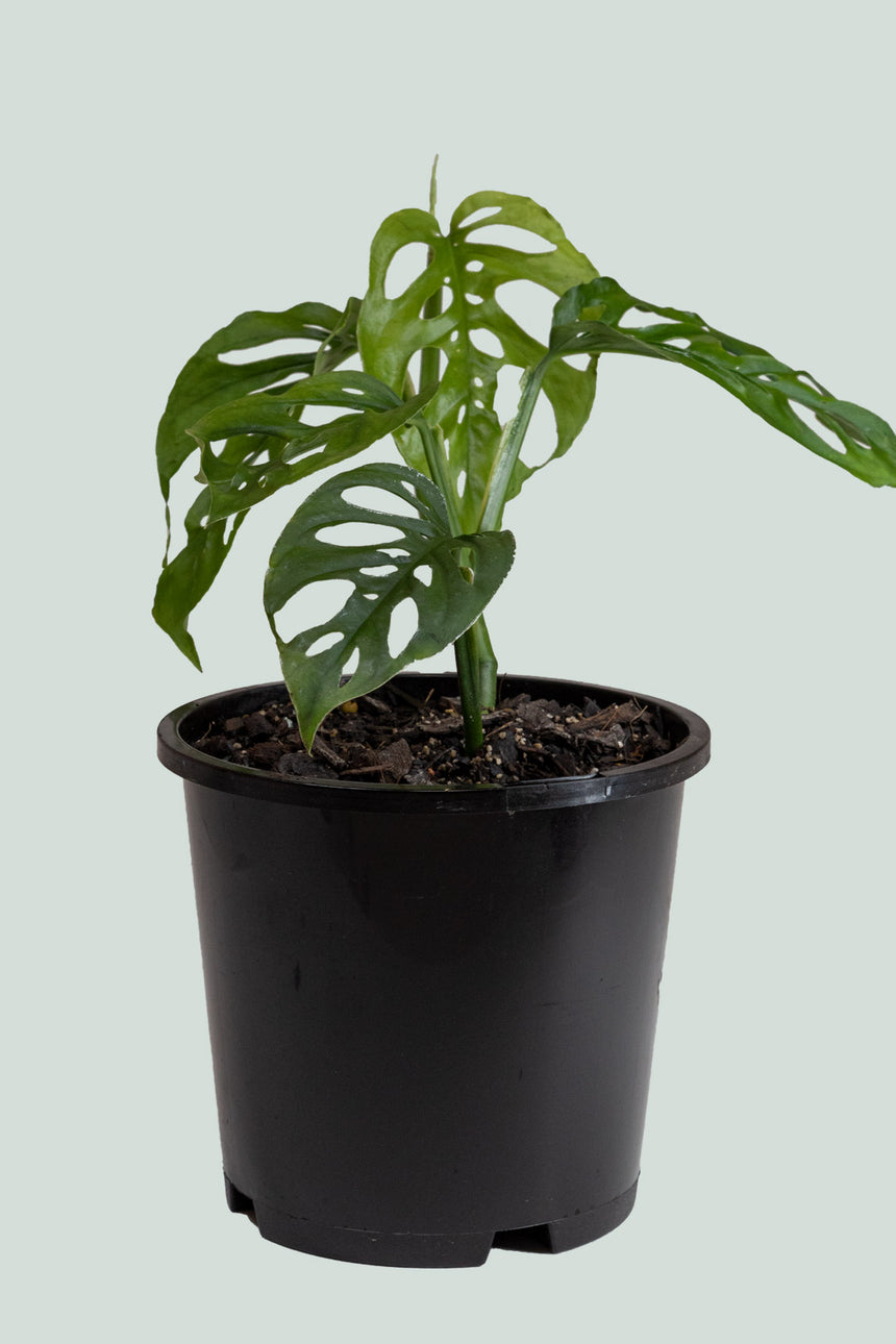 Monstera adansonii - Swiss Cheese Vine - 1L / 14cm / Small