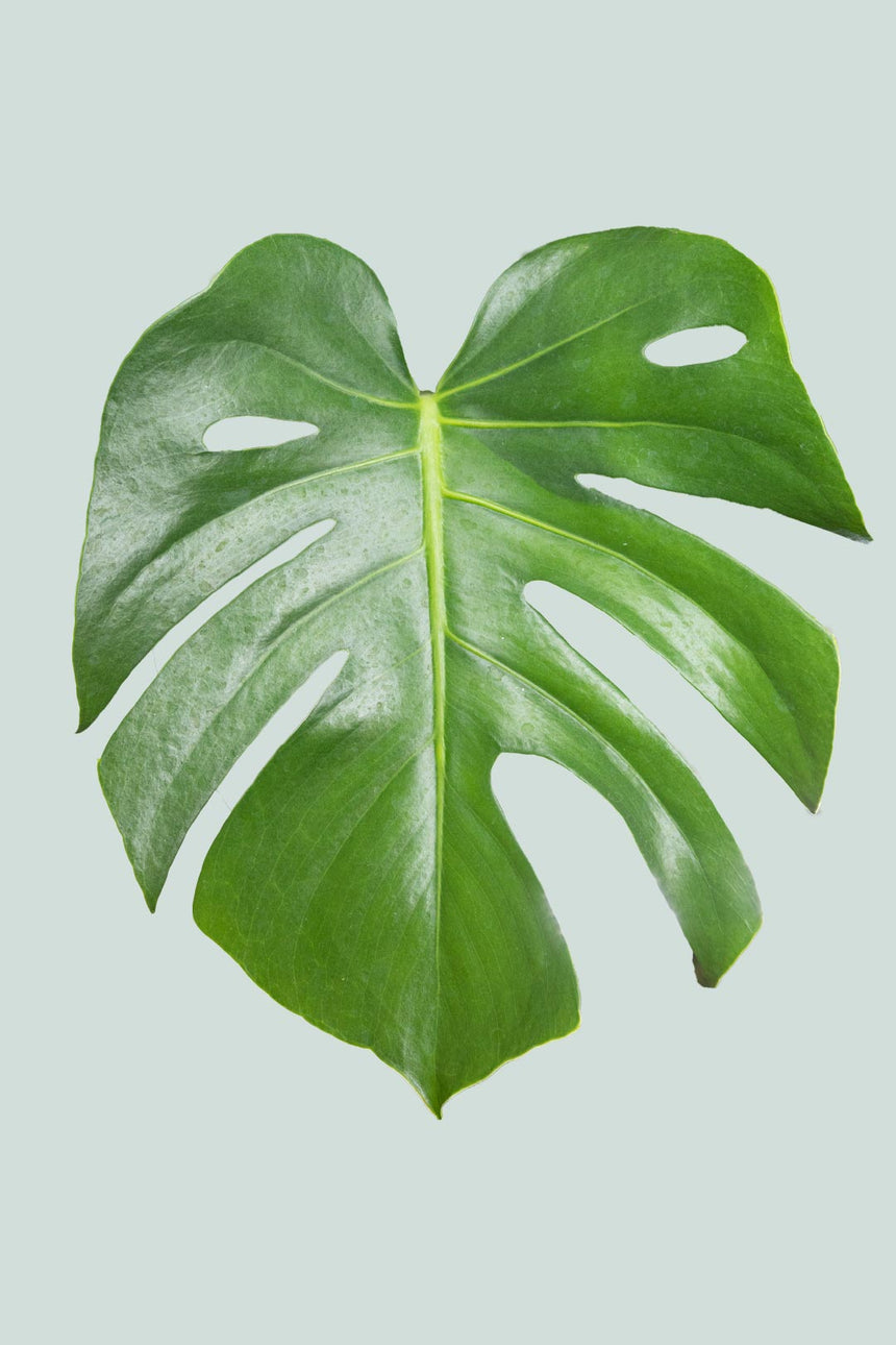 Monstera deliciosa - Fruit Salad Plant  - 10L / 25cm / Large