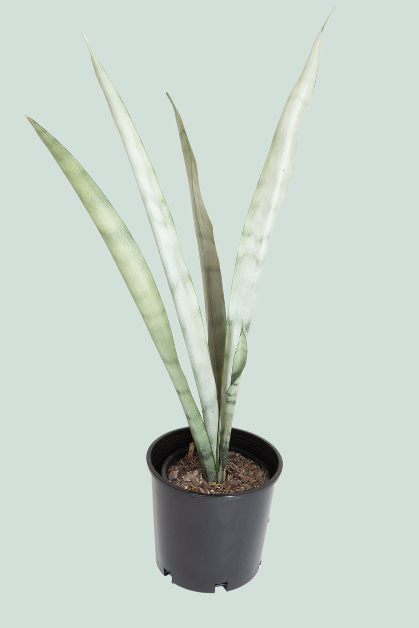 Moonshine - Dracaena trifasciata (Sansevieria) - 1.3L / 14cm / Small