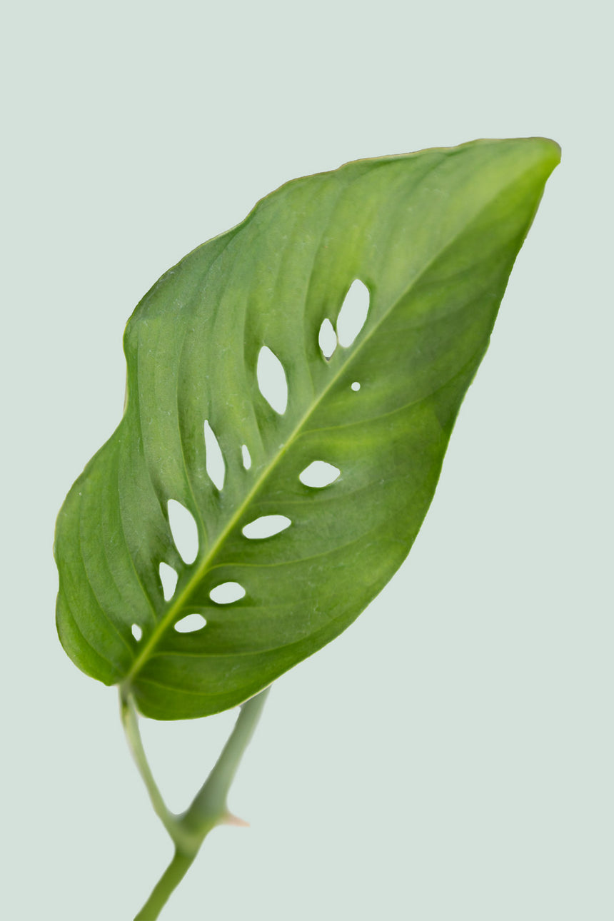 Monstera adansonii - Laniata (Narrow Form)  - 1L / 14cm / Small
