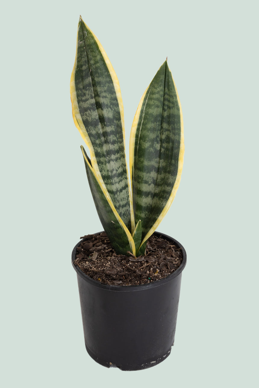 Mother in Law's Tongue - Dracaena trifasciata (Sansevieria) - 1.3L / 14cm / Small