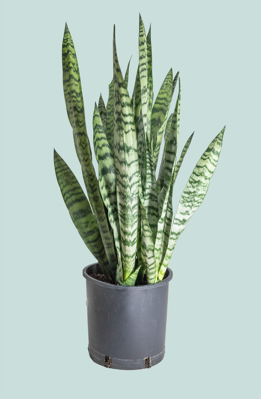 Snake Plant - Dracaena trifasciata (Sansevieria) - 10L / 25cm / Large