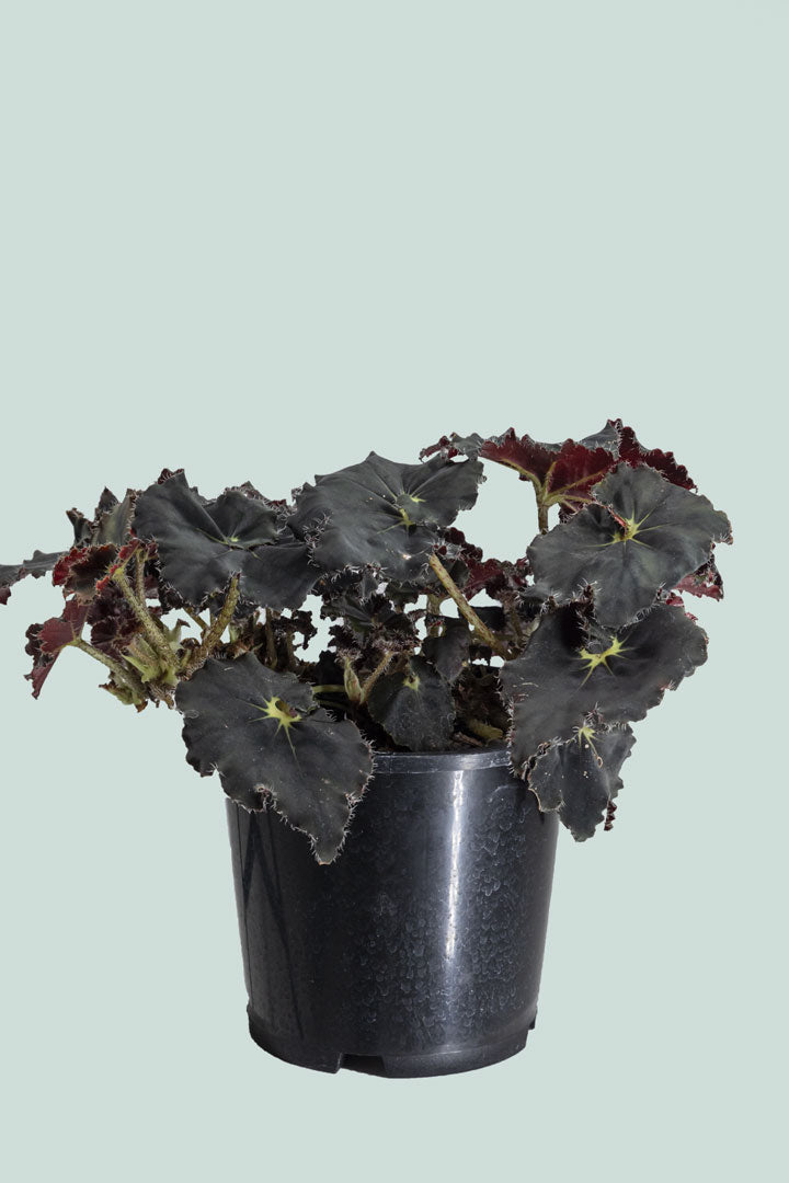 Begonia 'Muddy Waters' - 1L / 14cm / Small